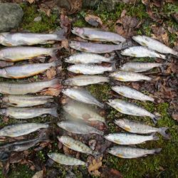 渓流釣り解禁後の初釣行