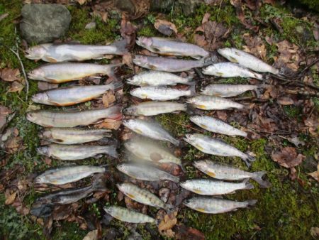 渓流釣り解禁後の初釣行