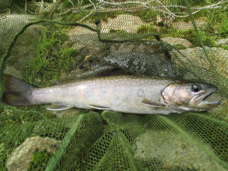 地元の渓谷にて、尺手前の岩魚