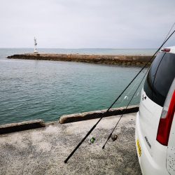 今朝もレディフィッシュ釣れました