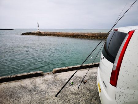 今朝もレディフィッシュ釣れました