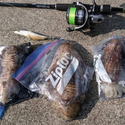 コウイカエギング