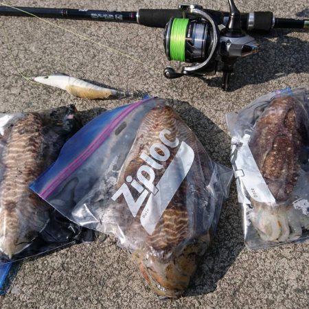 コウイカエギング