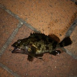 タケノコメバル好調