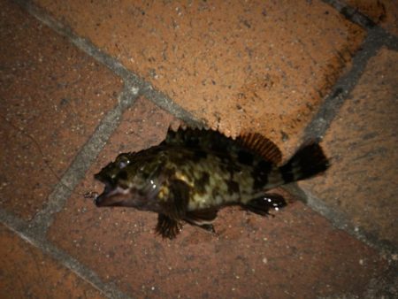 タケノコメバル好調