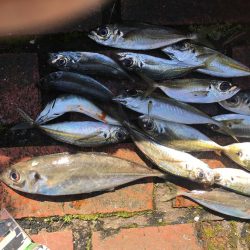 アジ15匹、尺アジ1匹