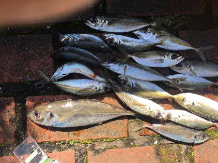 アジ15匹、尺アジ1匹