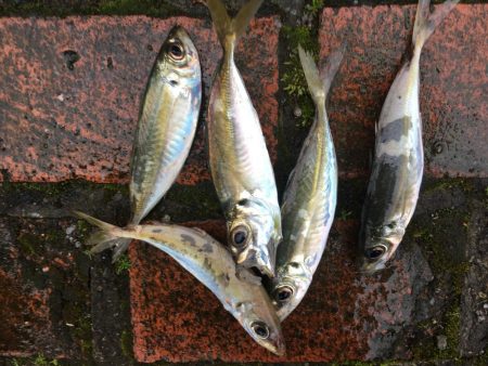 アジ5匹、ガシラ1匹