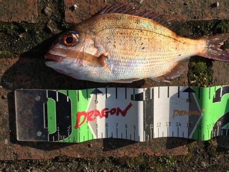 タイ1匹（20㎝）、フグ3匹