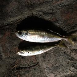 アジ2匹、ヒイラギ多数