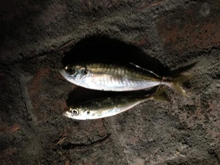 アジ2匹、ヒイラギ多数