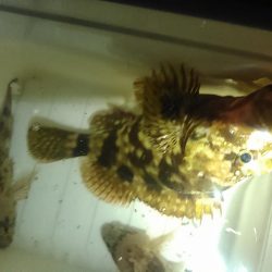 浜名湖　ライトゲーム