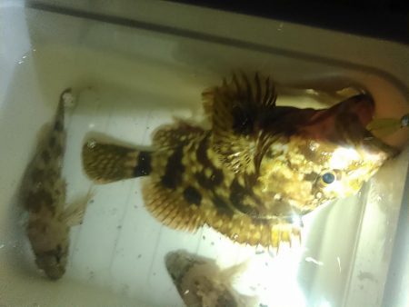 浜名湖　ライトゲーム