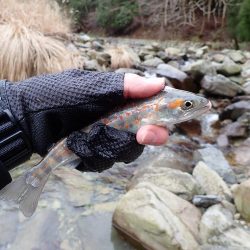 揖保川アマゴ解禁！