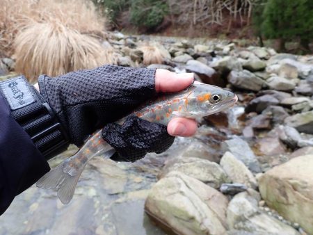 揖保川アマゴ解禁！