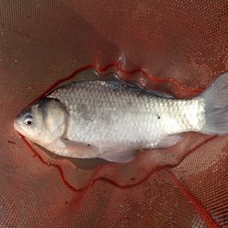 宣言通り淡水魚