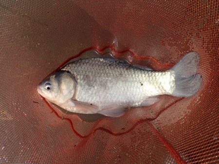 宣言通り淡水魚