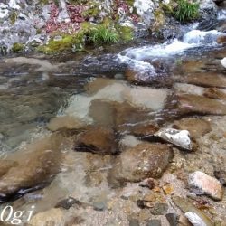 先行者多数の揖保川支流