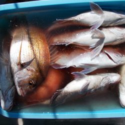 釣友丸 釣果