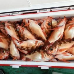 第二むつ漁丸 釣果