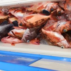 第二むつ漁丸 釣果