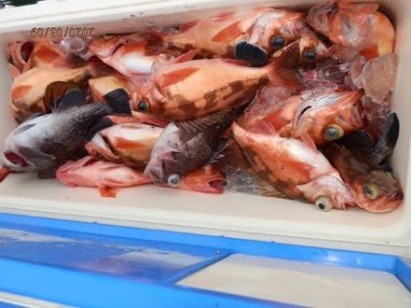 第二むつ漁丸 釣果