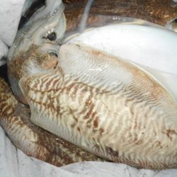 こうゆう丸 釣果