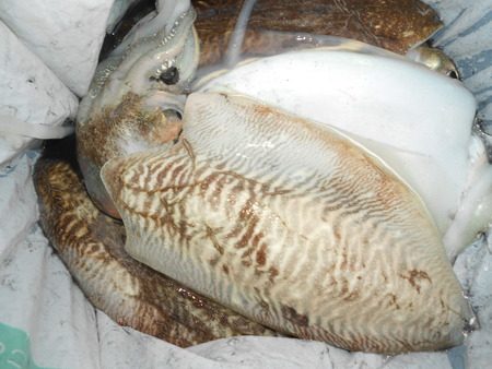 こうゆう丸 釣果