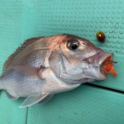 さんさん丸 釣果