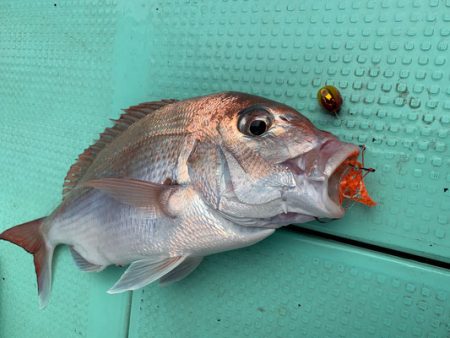 さんさん丸 釣果