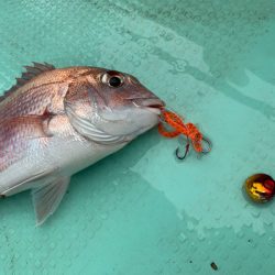 さんさん丸 釣果