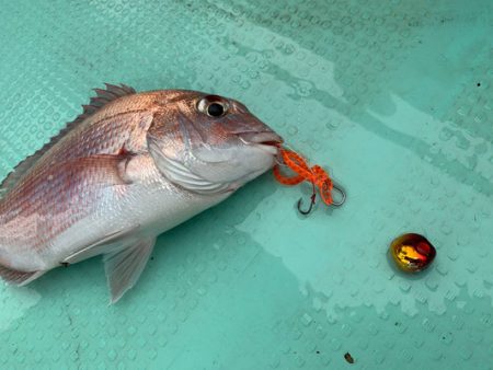 さんさん丸 釣果