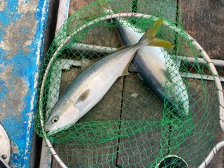幸吉丸 釣果