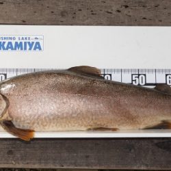 フィッシングレイクたかみや 釣果