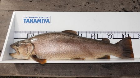 フィッシングレイクたかみや 釣果