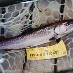 フィッシングレイクたかみや 釣果