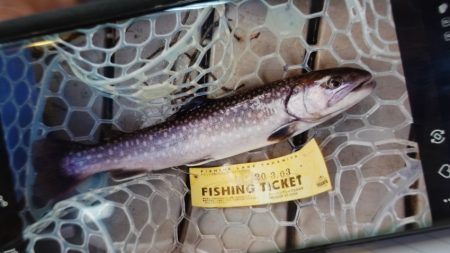 フィッシングレイクたかみや 釣果