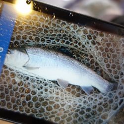 フィッシングレイクたかみや 釣果