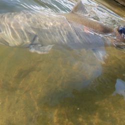 フィッシングレイクたかみや 釣果