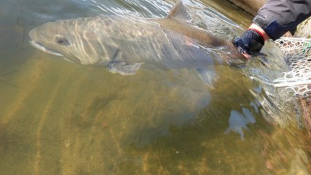 フィッシングレイクたかみや 釣果