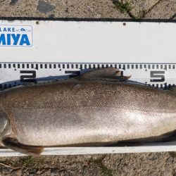 フィッシングレイクたかみや 釣果