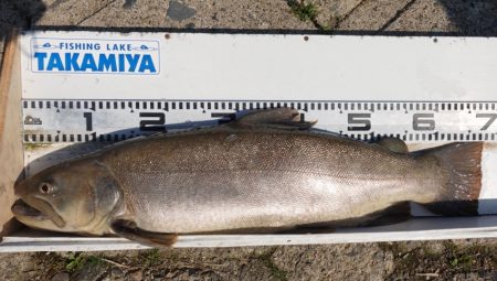 フィッシングレイクたかみや 釣果
