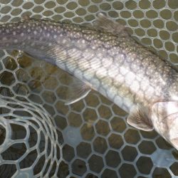 フィッシングレイクたかみや 釣果