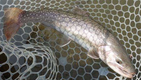 フィッシングレイクたかみや 釣果