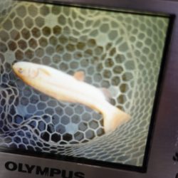 フィッシングレイクたかみや 釣果