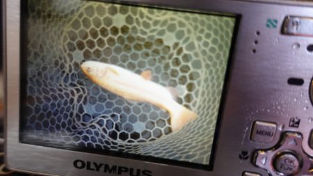 フィッシングレイクたかみや 釣果