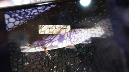 フィッシングレイクたかみや 釣果