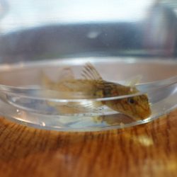 フィッシングレイクたかみや 釣果