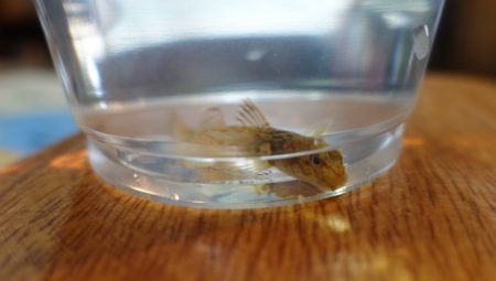 フィッシングレイクたかみや 釣果