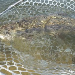 フィッシングレイクたかみや 釣果